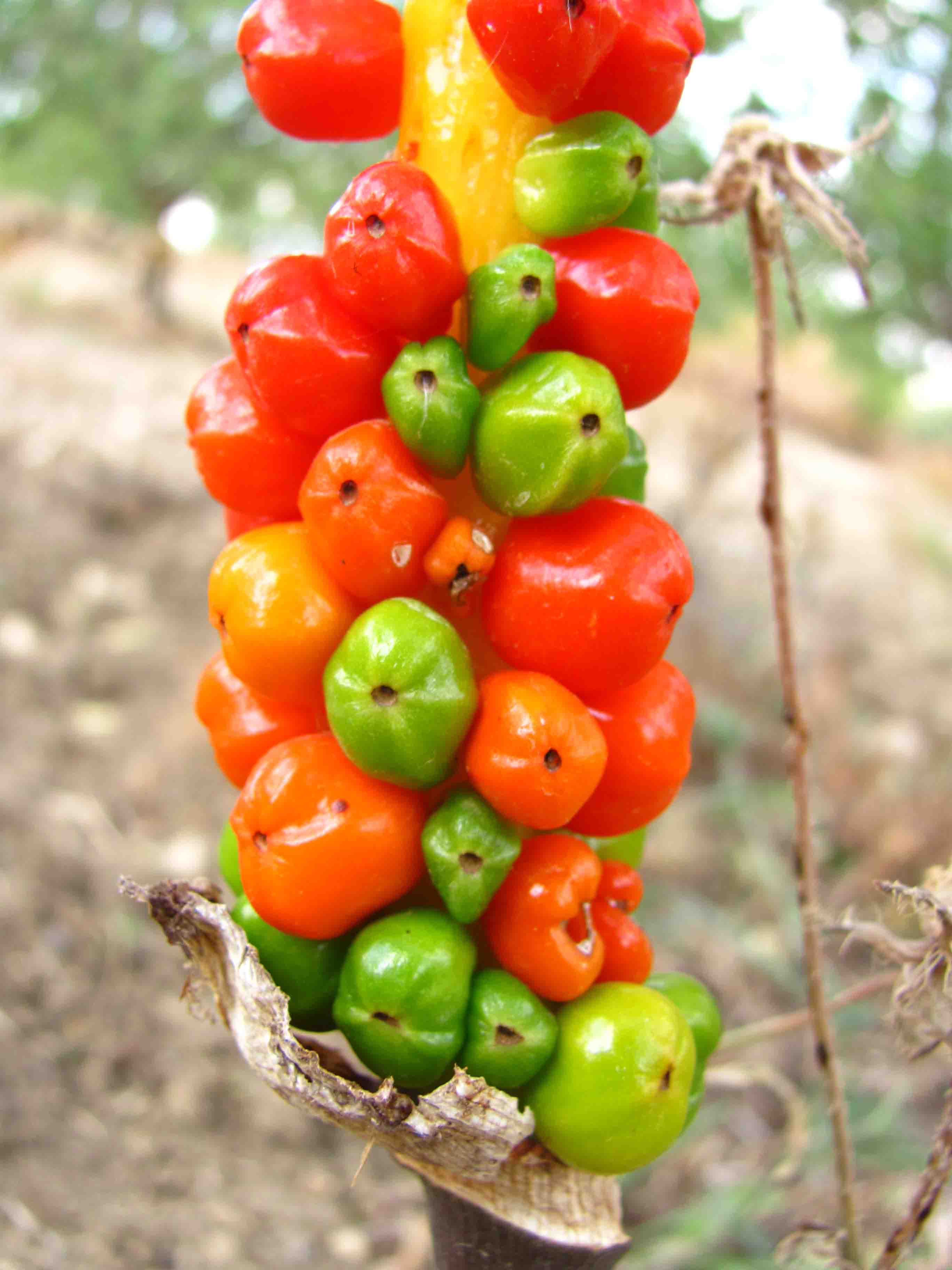 Una strana pianta - Arum italicum